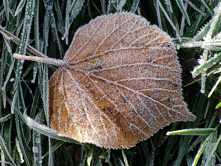 ice, leaf, frozen, winter, frost, icy, cold