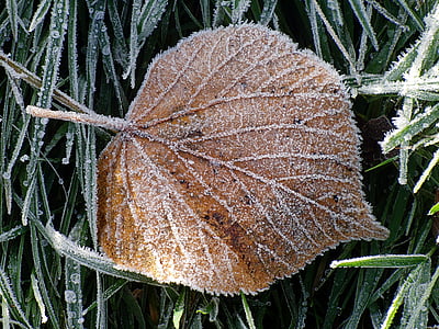 ľad, Leaf, mrazené, zimné, mráz, ľadovej, za studena