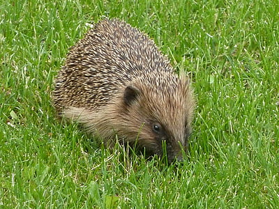 hedgehog, Thiên nhiên, vội vàng
