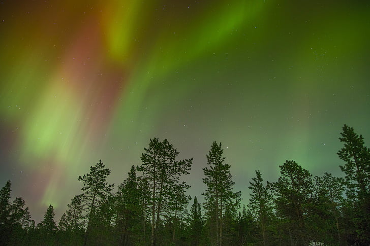 Aurora borealis, цветни, цветни, гора, природата, Северно сияние, небе
