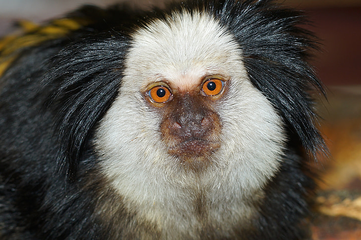monkey, affenkopf, portrait, alive, interested, zoo, attention