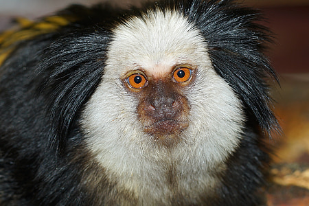 μαϊμού, affenkopf, πορτρέτο, ζωντανός, ενδιαφερόμενοι, Ζωολογικός Κήπος, προσοχή