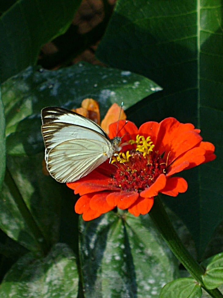 fjäril, vit, blomma, röd, insekt, naturen, Butterfly - insekt