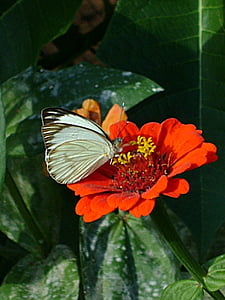 vlinder, wit, bloem, rood, insect, natuur, vlinder - insecten