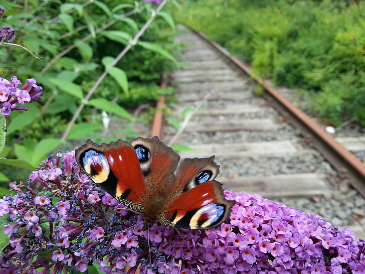 butterfly, railway rails, nature, flower, summer, spring, purple