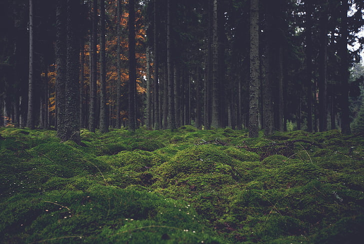 green, grass, woods, forest, trees, nature, tree