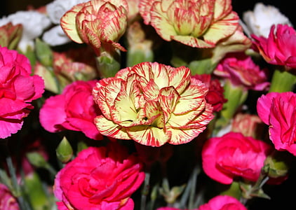 carnation, baby carnation, flower, bouquet, red, arrangement, pink