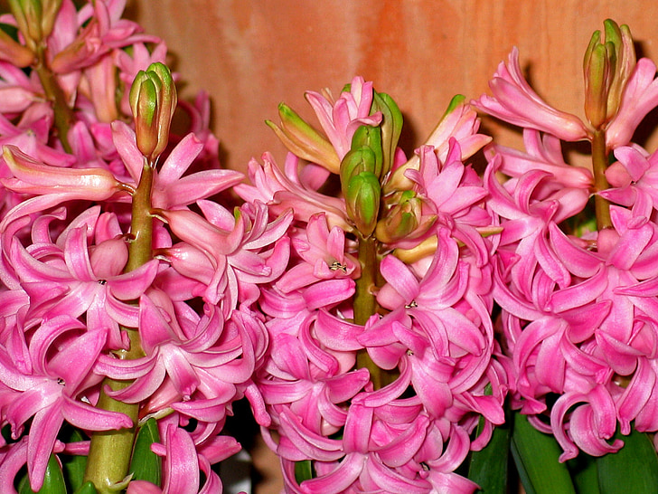 spring, hyacinth, flower, plant, hyacinthus, garden hyacinth, fragrance