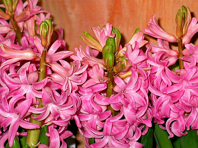 jaro, Hyacint, květ, závod, Hyacinthus, zahradní hyacint, vůně