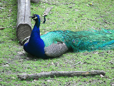 peacock, bird, zoo, pen, colored