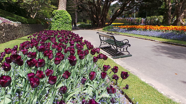 Wellington, Nový Zéland, NZ, tulipány, Park