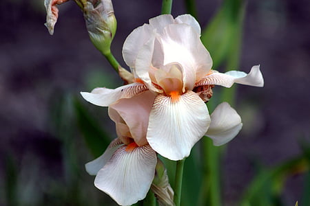 Iris, iris beix, flor jardí, l'estiu, bella flor, flors d'estiu, flor