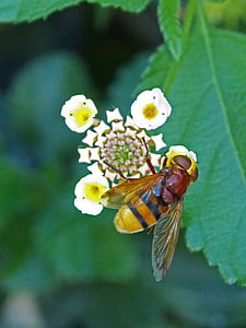 insekt, Blomsterfluer, sirphidae, Diptera, fly som imiterer en bie, Volucella inanis, falske veps