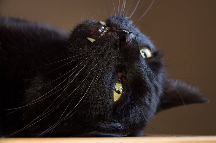 gato, negro, gato doméstico, gato negro, diente, animal, mamíferos