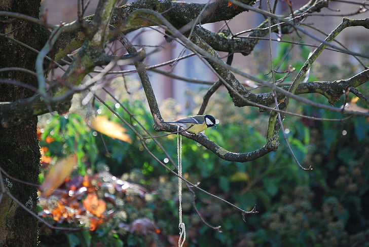 tit, μικρό πουλί, Songbird