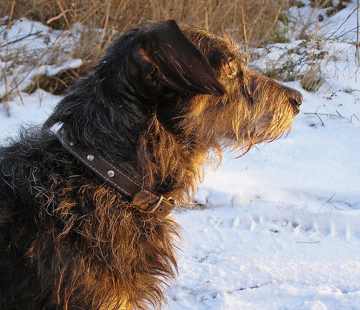дакел, куче, домашен любимец, сняг, зимни