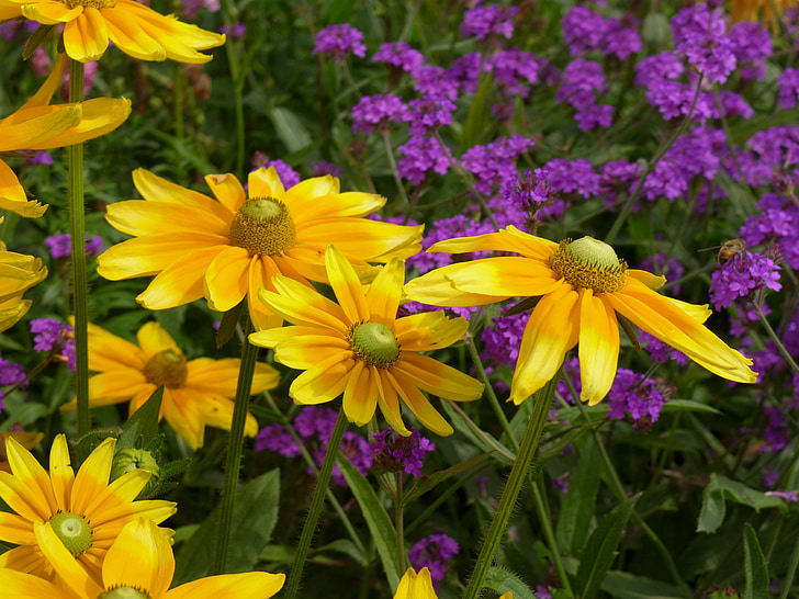 flowers, yellow, garden, nature, plant, violet, green