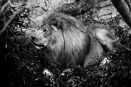 løve, manke, dyr, Predator, Afrika, kødædende, kat