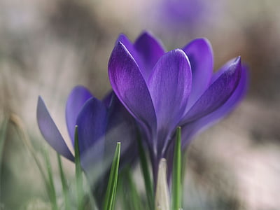 紫, 花, ガーデン, 自然, 花, 脆弱性, 花びら