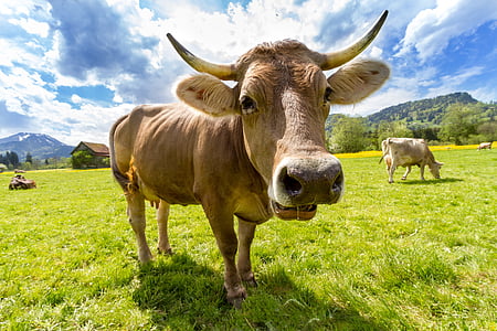 cow, pasture, animal, almabtrieb, tradition, viehscheid, livestock
