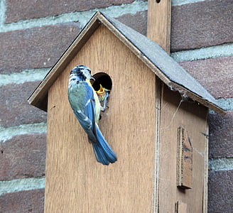 Vogel, pimpelmeesje, Vogelhaus, Fütterung, kleine Vögel