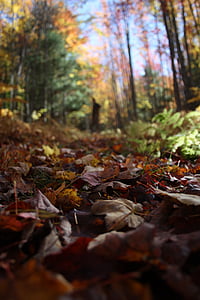 otoño, campiña, bosque, hojas, hojas de arce, naturaleza, hoja