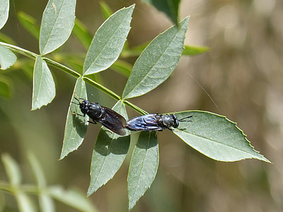 insects mating, copulation, blackfly, reproduction, leaves