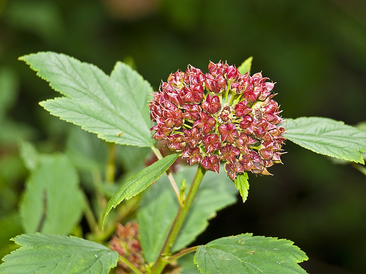 flower, red, garden, plant, blossom, bloom