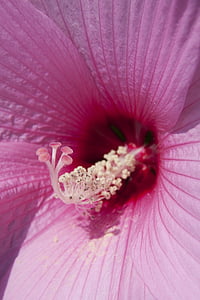 Hibiscus, eibisch trandafir chinezesc, Trandafirul chinezesc, plante cu flori, nalba, Malvaceae, floare