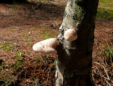 jamur, krem, hutan, pohon, kulit pohon, alam, jamur