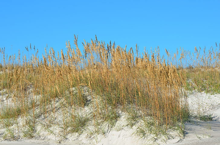 Sea oats, areia, dunas, mar, praia, oceano, natureza