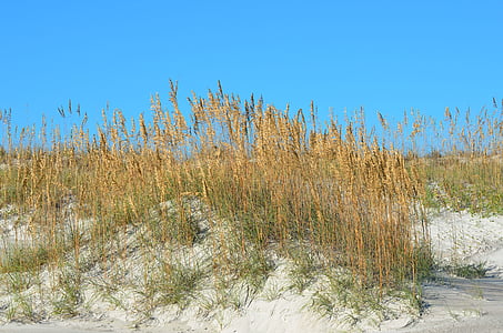 avena de mar, arena, dunas, mar, Playa, Océano, naturaleza