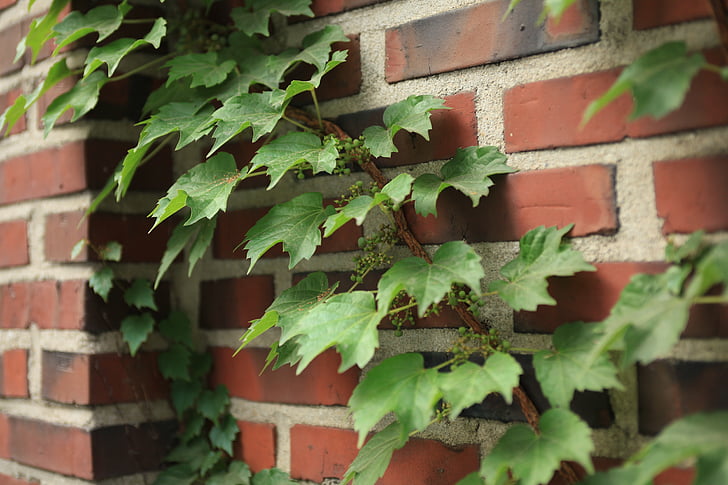 cây nho, Ivy, bức tường