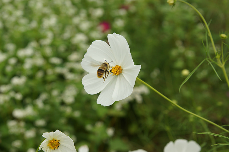 méh, virágok, rovarok, természet, Lengyelország, növények, nyári