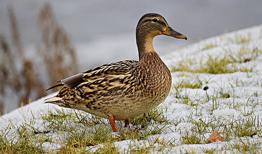 duck, nature, ducks, grass, water birds, wild birds, lake