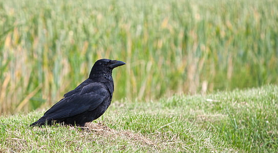 crow, raven, bird, black, animal, nature, wildlife