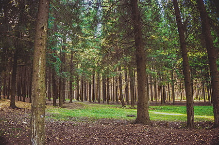 miško, Gamta, rudenį, pušies kūgio, pušis, medžiai, Rusija