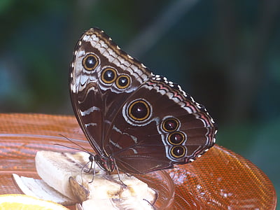 vlinder, blauwe morphofalter, Morpho peleides, Sky vlinder, edelfalter, Nymphalidae, Memnon