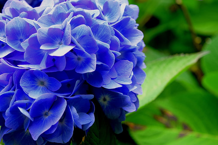 hortensia, blomma, blå, naturen