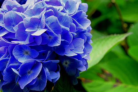 hortensia, blomst, blå, natur