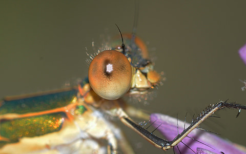 dragonflies, lestes, sponsa, eye, macro