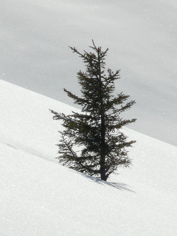 arbre, Avet, Avet, solitari, cobert de neu, neu profunda, l'hivern