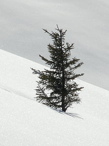 arbre, Sapin, épinette, solitaire, neigeux, neige profonde, hiver