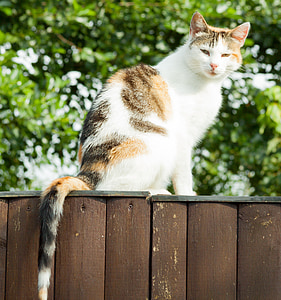 cat, mammal, pet, sit, fence, wood fence, pets
