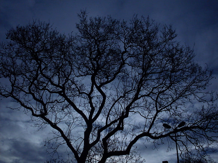 cây, đêm, bóng tối, bầu trời, rừng, nền tảng, màu xanh