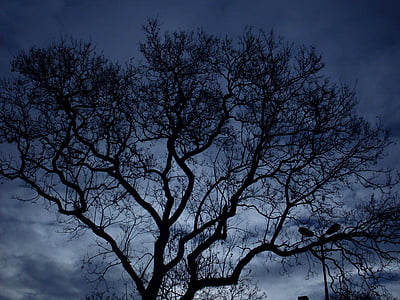puu, öö, pimedus, taevas, metsa, taust, sinine