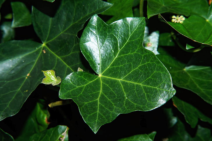 Ivy, Ivy leaf, Leaf, Zelená, Zavrieť, rastlín, makro