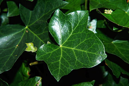 Ivy, vedbend blad, blad, grøn, Luk, plante, makro
