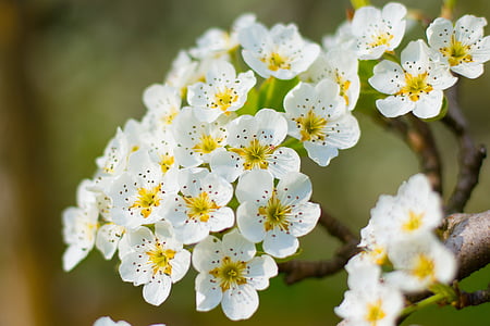 Blossom, Bloom, fehér, virágos ág, sárga, fa, tavaszi