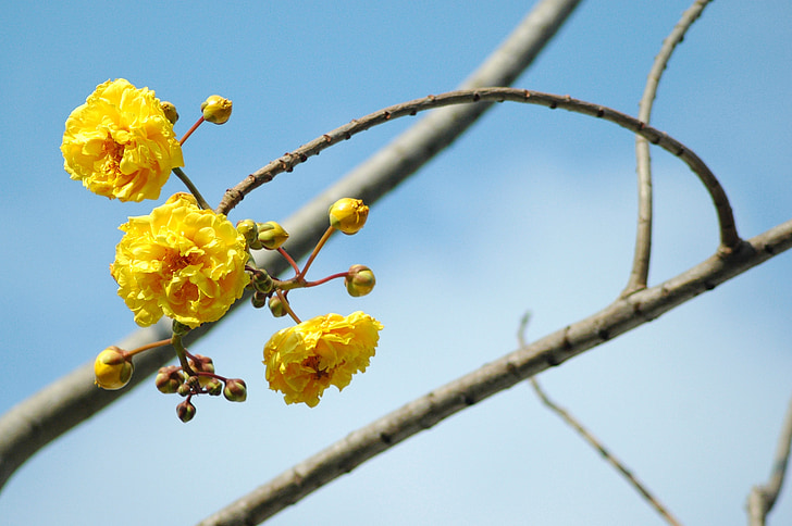 flower, tree, nature, branch, outdoor, yellow, blossom